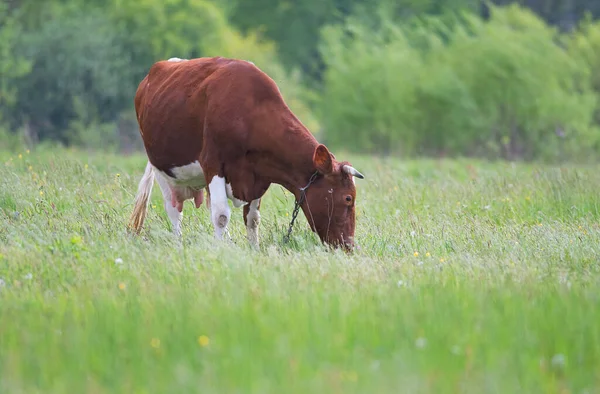 一头奶牛在绿色草地上吃草 — 图库照片