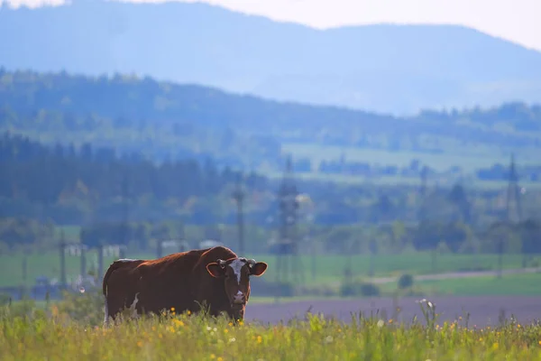 Une Vache Broutant Dans Prairie Verte Dans Prairie Verte — Photo