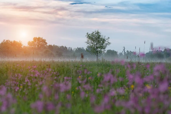 Soluppgång Ett Fält Täckt Med Blommande Blommor Våren Eller Försommaren — Stockfoto