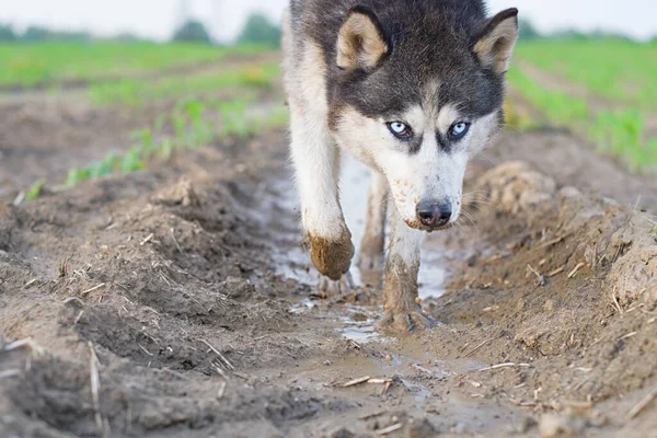 Portrait of husky dog drinks water from a puddle in a filed looking down.