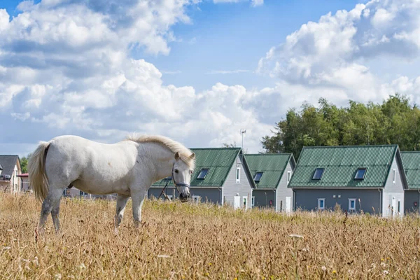 Cheval Pâturage Automne Gros Plan — Photo