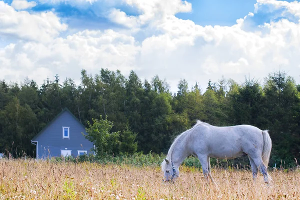 Vacker Häst Den Magiska Skogen Närbild — Stockfoto