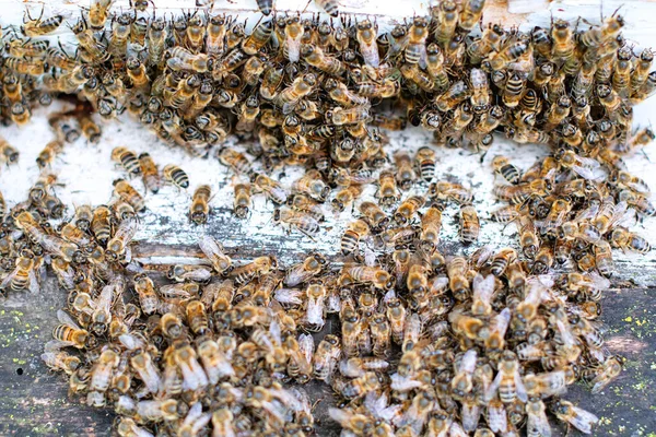 Méhek Régi Kaptár Bejáratánál Méhek Térnek Vissza Mézgyűjtésből Sárga Kaptárba — Stock Fotó