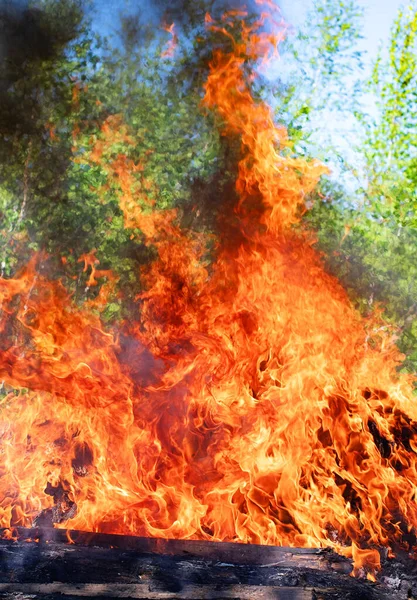 산불이야 쓰러진 나무를 태우면 연기가 — 스톡 사진