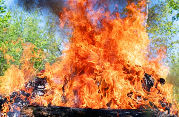 Forest Fire Fallen Tree Burned Ground Lot Smoke — Stock Photo, Image