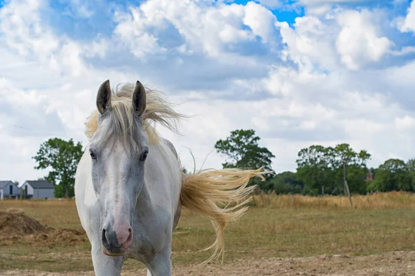 Portret Van Een Prachtig Wit Paard — Stockfoto