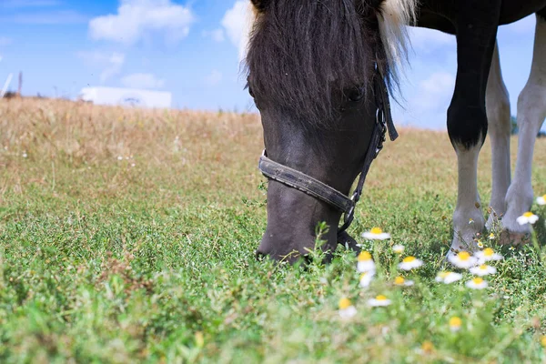 Retrato Hermoso Caballo Negro —  Fotos de Stock