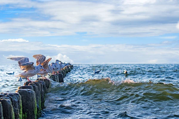 Krajobraz Polskie Morze Falochronów Wydm Portret Mew Brzegu Morza Morze — Zdjęcie stockowe