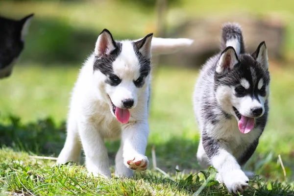 Leuke Siberische Husky Puppy Gras — Stockfoto