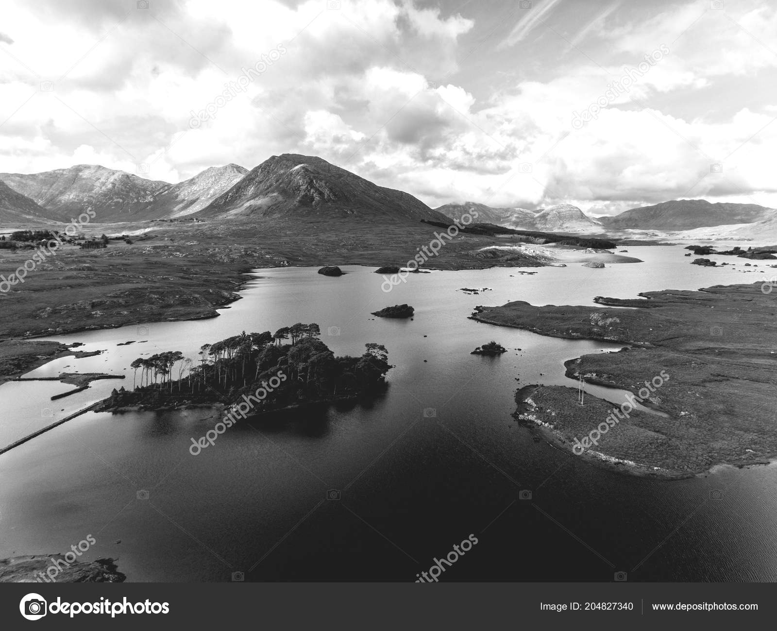 Oiseaux Aériens Des Yeux Noir Blanc Vue Panoramique Depuis