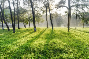 Ağaçlar Park yeşil çimenlerin üzerinde harika gölgeleri. Doğal göl yaz günü ağaçların arasından görünür. Muhteşem manzara.