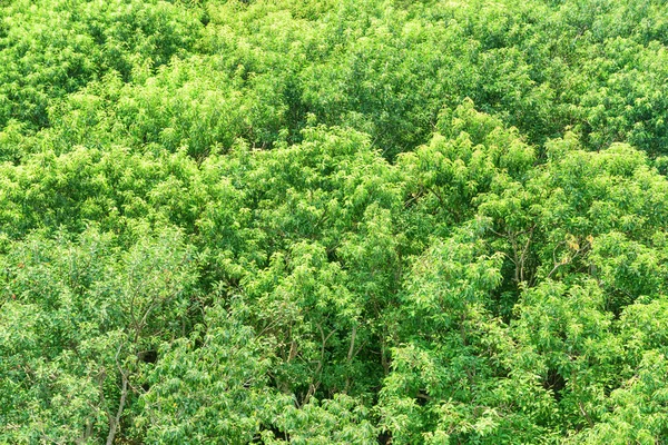Mangrov Orman Manzaralı Üstten Görünüm Parlak Yeşil Yeşillik Ağaçların Güneşli — Stok fotoğraf