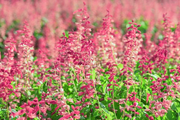 Merveilleuses Fleurs Roses Dans Jardin Belle Prairie Fleurs Printemps Été — Photo