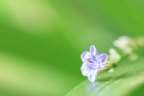 Doğal Zemin Üzerine Yeşil Yaprak Güzel Menekşe Bahar Çiçek Eskrim — Stok fotoğraf