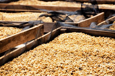 Arabica kahve çekirdekleri ahşap palet üzerinde güneşte kurutma closeup görünümü. Taze ürün.