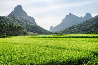 Yangshuo Guilin County, Çin, güzel manzara. Mavi gökyüzü arka plan üzerinde şaşırtıcı görünümü parlak yeşil pirinç alan ve doğal karstik Dağları. Yangshuo Asya'nın popüler bir turistik yer.