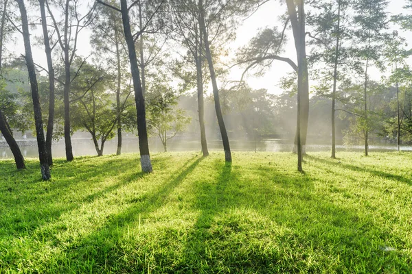 Belas Sombras Árvores Grama Verde Parque Lago Cênico Visível Através — Fotografia de Stock