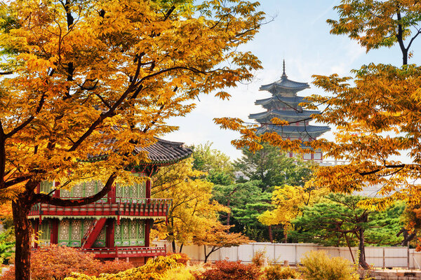 Amazing view of colorful autumn garden of Gyeongbokgung Palace with Hyangwonjeong Pavilion in Seoul, South Korea. Beautiful tower of the National Folk Museum of Korea is visible on blue sky background