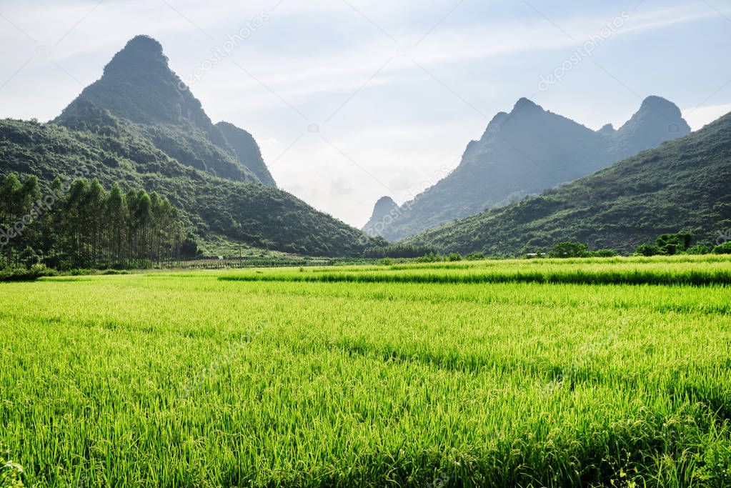 Beautiful landscape at Yangshuo County of Guilin, China. Amazing view of bright green rice field and scenic karst mountains on blue sky background. Yangshuo is a popular tourist destination of Asia.
