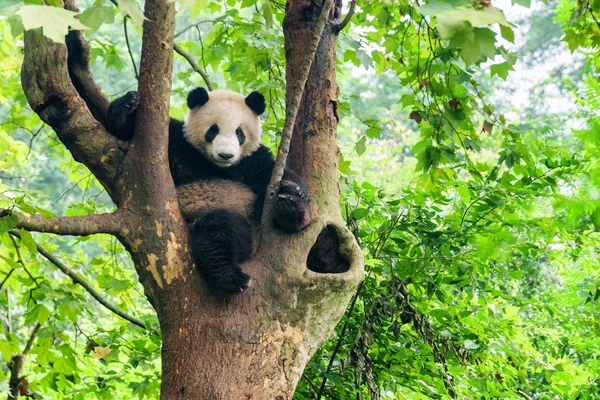 Lindo Panda Gigante Joven Sentado Árbol Los Bosques Verdes Mirando — Foto de Stock