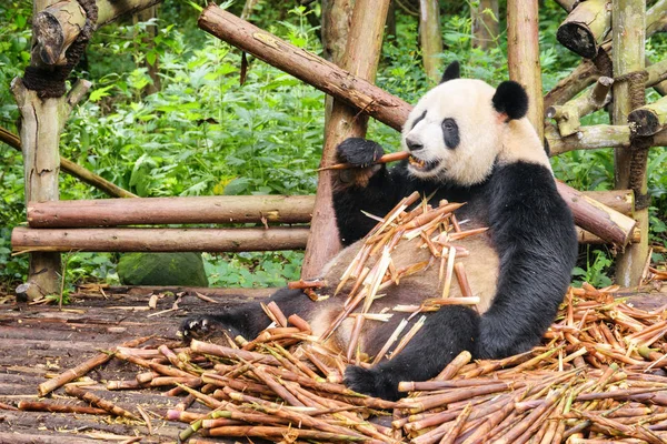可爱有趣的大熊猫吃竹子 熊猫熊坐在一堆竹笋和享受食物之间的绿色树林 森林里惊人的野生动物 — 图库照片