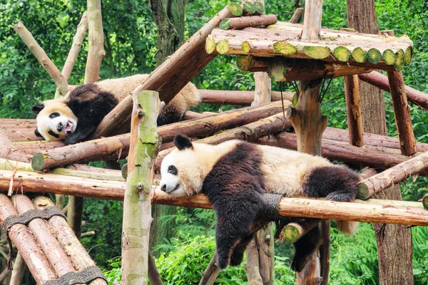 Two Cute Happy Young Giant Pandas Having Fun Resting Green — Stock Photo, Image