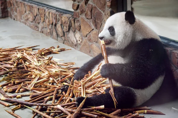可爱的大熊猫吃竹子 熊猫熊坐在一堆竹笋和享受食物 — 图库照片