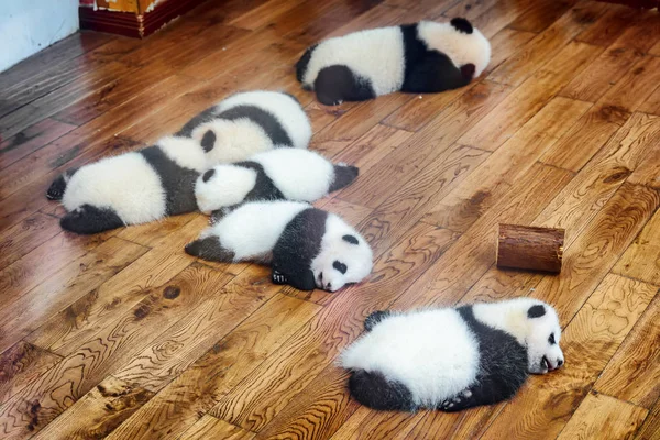 Hat Óriás Panda Kölykök Alszik Padló Aranyos Baba Panda Medve — Stock Fotó