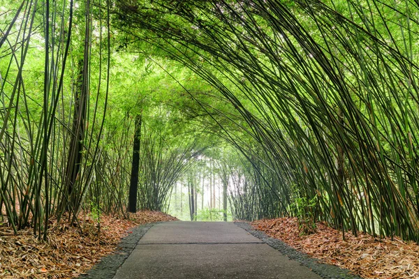 竹森の中を美しい日陰の小道 フォレスト グリーン竹木 々の間風光明媚な石の通路 — ストック写真