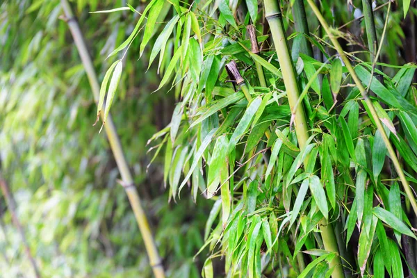 Beautiful Bamboo Trees Forest Wonderful Green Leaves Bamboo Trees Woods — Stock Photo, Image