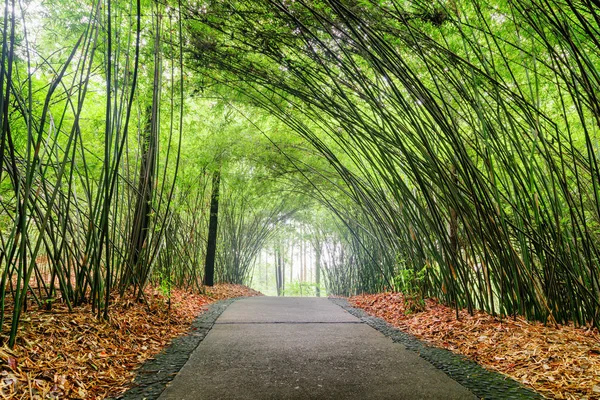 Escénica Senda Sombría Través Bosques Bambú Pasarela Piedra Entre Árboles — Foto de Stock