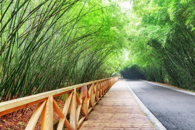 Doğal ahşap Patika yolda bir bambu ormanı arasında. İnanılmaz yol ormanı. Güzel yeşil bambu ağaçları.