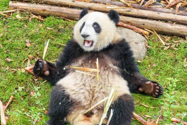 Şirin mutlu dev bambu tutan ve kameraya bakarak panda. Komik yeşil çimenlerin üzerinde kahvaltıdan sonra dinlenme ayı panda. İnanılmaz vahşi hayvan.