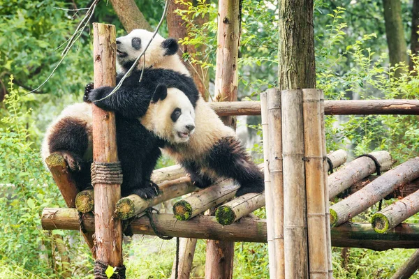 Dos Lindos Felices Pandas Gigantes Jugando Juntos Divirtiéndose Entre Árboles — Foto de Stock