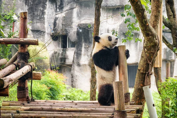 Cute Young Giant Panda Standing Hind Legs Holding Wooden Pillar — Stock Photo, Image
