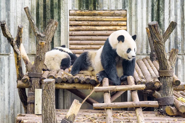 两只大熊猫早餐后休息 可爱的坐熊猫熊 惊人的野生动物 — 图库照片