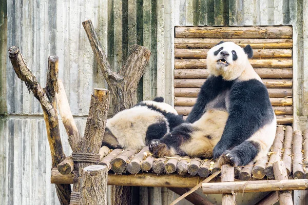 两只大熊猫早餐后休息 可爱有趣的坐熊猫熊 惊人的野生动物 — 图库照片