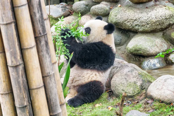 Aranyos Fiatal Óriás Panda Játszó Zöld Bokor Vicces Panda Medve — Stock Fotó