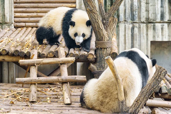 Dos Lindos Pandas Gigantes Increíbles Osos Panda Animales Salvajes — Foto de Stock