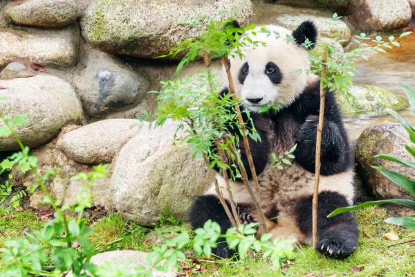 Cute happy young giant panda looking at the camera through green foliage. Funny panda bear. Amazing wild animal.