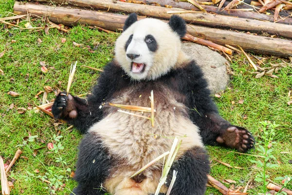 Cute happy giant panda holding bamboo and looking at the camera. Funny panda bear resting on green grass after breakfast. Amazing wild animal.