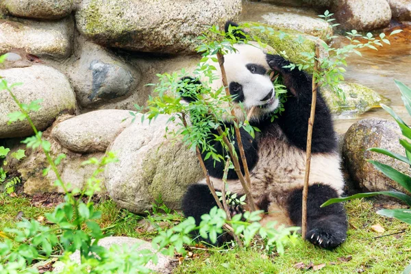 Lindo Panda Gigante Joven Jugando Con Arbusto Mirando Cámara Través — Foto de Stock