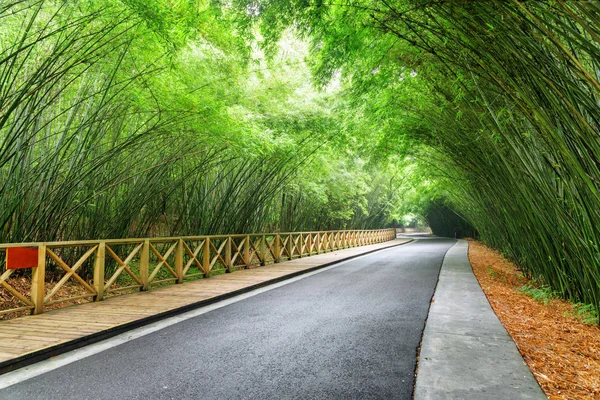 Yeşil Bambu Ormanı Arasında Şaşırtıcı Dolambaçlı Yol Orman Manzaralı Yolda — Stok fotoğraf