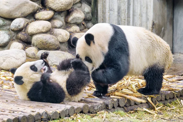 Aranyos Óriás Panda Cub Szórakozás Vicces Panda Medve Játszik Együtt — Stock Fotó