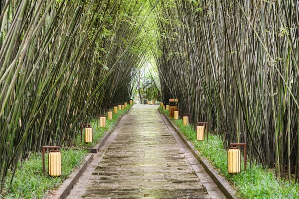 Festői Sétányon Keresztül Bambusz Erdők Eső Után Elképesztő Utat Között — Stock Fotó