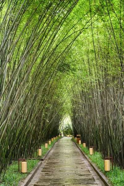 Bambu Ormanda Yağmur Sonra Inanılmaz Gölgeli Geçit Bir Parkta Yeşil — Stok fotoğraf