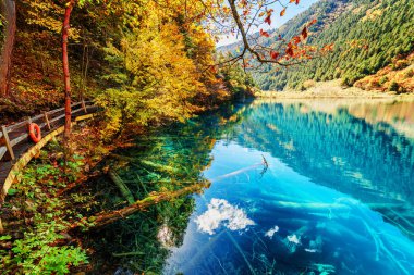 Fantastic view of lake with azure water among colorful fall woods in the Shuzheng Valley, Jiuzhaigou nature reserve (Jiuzhai Valley National Park), China. Submerged tree trunks are visible in water. clipart