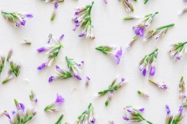 Beyaz arka plan üzerinde harika menekşe bahar çiçekleri. Üstten görünüm çiçek deseninin. Güzel bahar kompozisyon. Düz çiçek koymak.