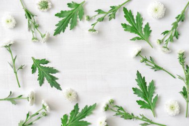 Yuvarlak kare harika beyaz kasımpatı ve beyaz ahşap zemin üzerine yeşil yaprakları. Üstten görünüm çiçek deseninin. Güzel bahar kompozisyon. Düz çiçek koymak.