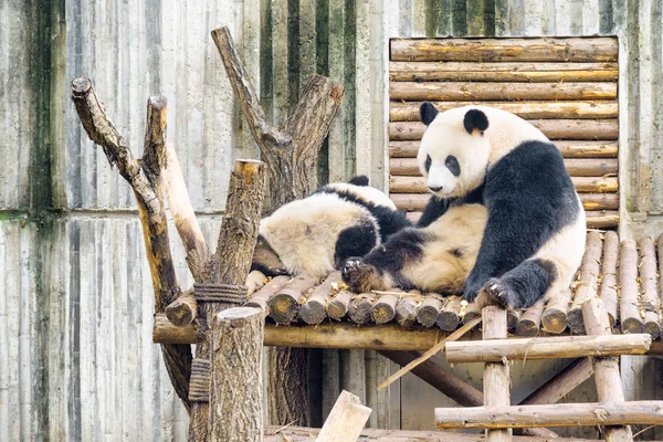 Két Óriás Panda Reggeli Után Pihenés Szomorú Bánatos Ülő Panda — Stock Fotó